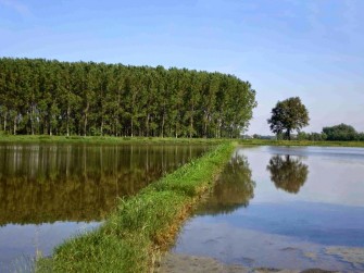 RISO LOMBARDO IN CRISI, SEMPRE MENO ETTARI COLTIVATI. PERCHE’?