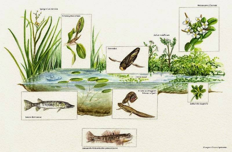 Alcuni elementi dell’ecosistema di un fontanile, tra cui i sempre più rari pesci e anfibi