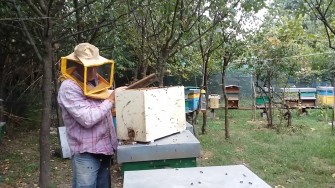 PIAZZA D’ARMI, IL SIGNORE DELLE API