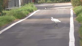 Eco borgo di Assiano, incontro fra un airone e una gazza ladra