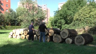 Parco del Ticinello, perché abbattere i pioppi secolari?