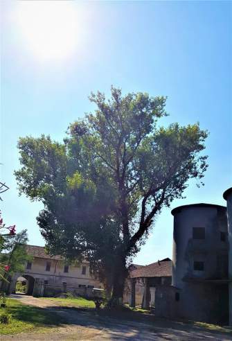 Ecomonumenti urbani: ecco il pioppo nero più antico di Milano