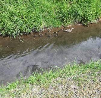 MUGGIANO, APPELLO: BASTA CACCIA NELL’OASI NATURALE